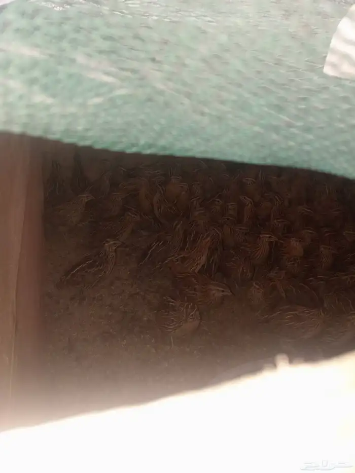 سماني للبيع الجوز 15 الموقع الليث رقم الجوال 0