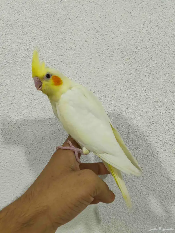 فرخ كروان لاتينو اليف نهاية غر 2