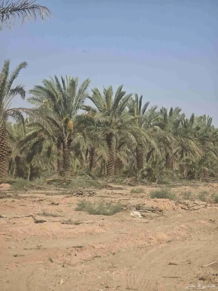 سلام عليكم ورحمه الله وبركاته نقوم بجميع مقاولات 7