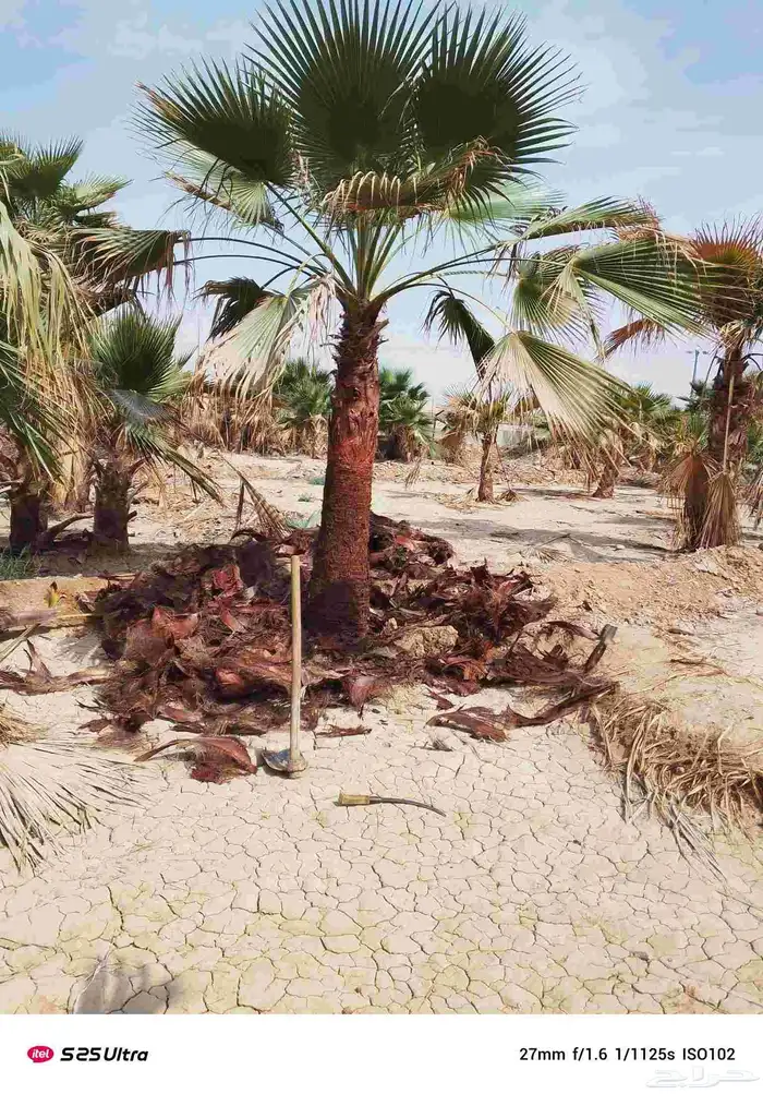 نخل واشنطن زينه درجه اولى نخل واشنطونيا زينه درجه اولى 1
