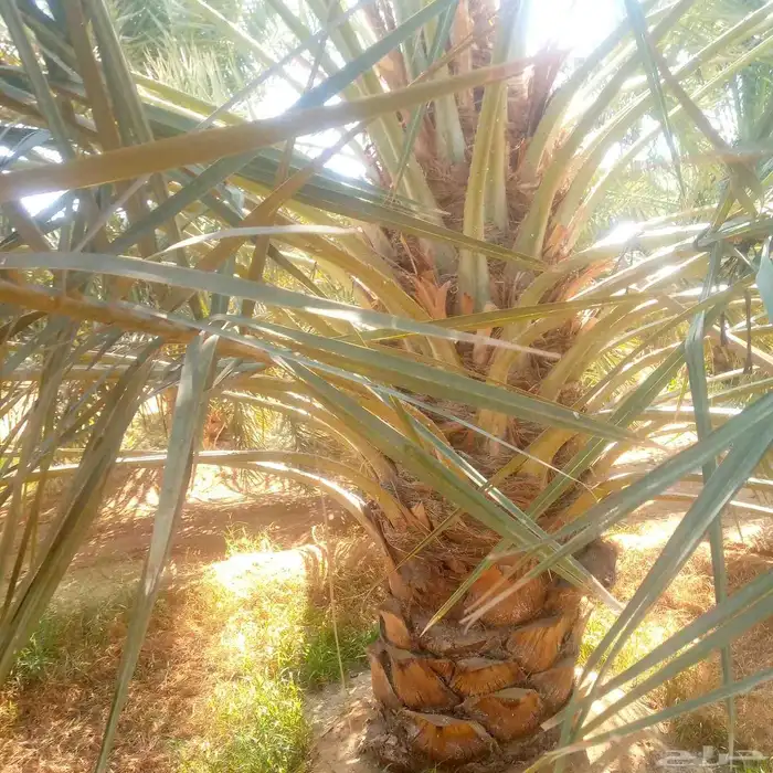 لدينا جميع انواع النخيل فسائل نقايل جثايث نخيل طيب 8