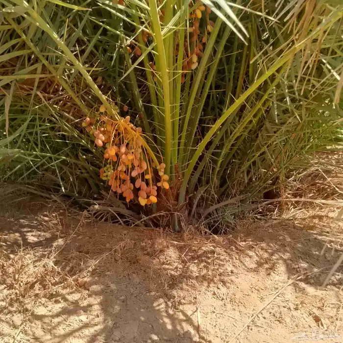 نخل فسايل وشتلات في مراكن 2