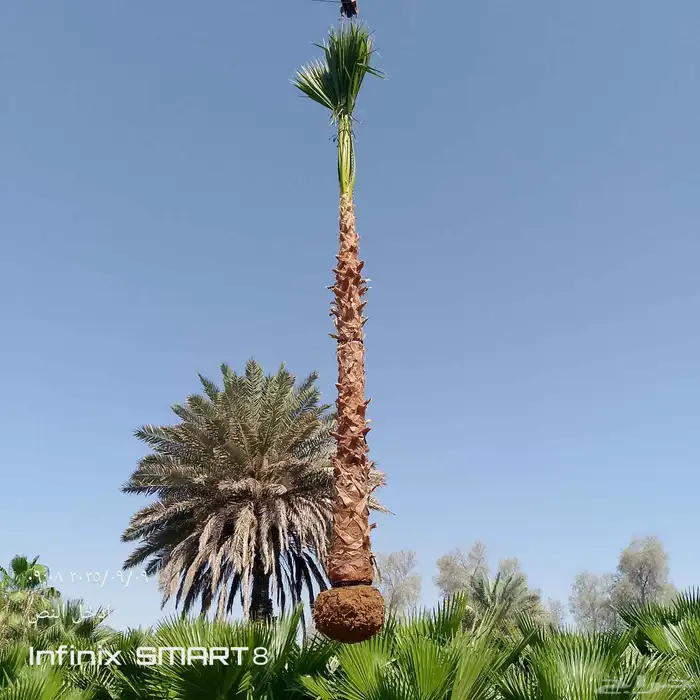 يوجد لدينا جميع انواع انخيل عربي وشنطني وقسم الشبوك المزرع 4