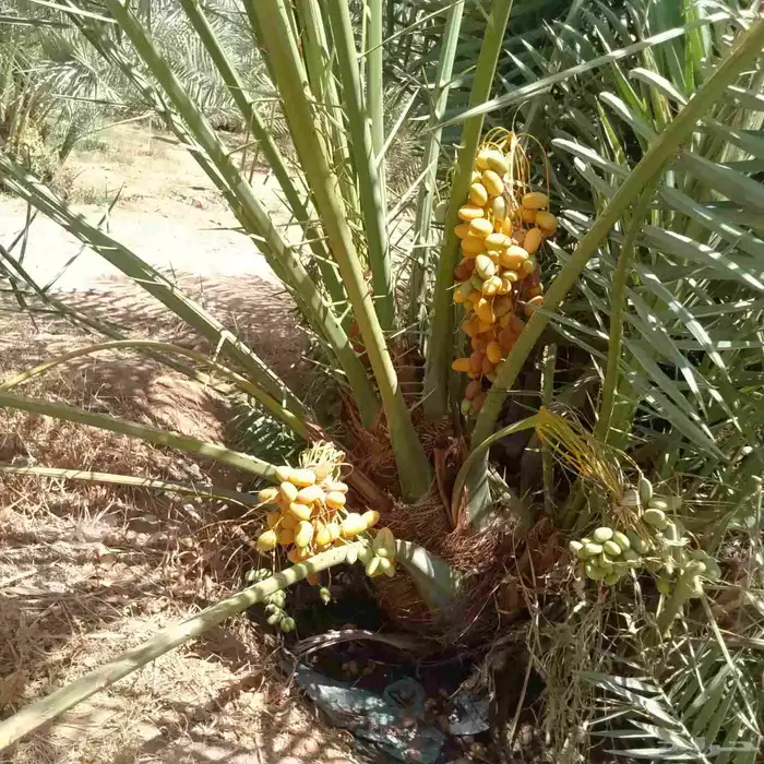 نخل فسايل وشتلات في مراكن 4
