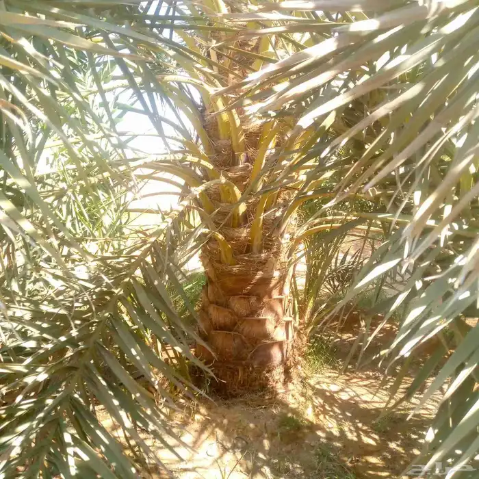 لدينا جميع انواع النخيل فسائل نقايل جثايث نخيل طيب 9