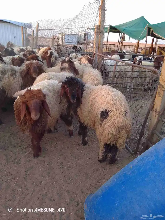 ذبايح للبيع تمايم شيء طيب 1