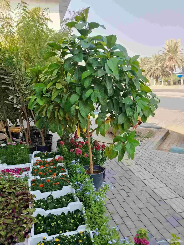 مشتل ومزارع لزراعة الشتلات وقص الشجر وبيع الزهور 7