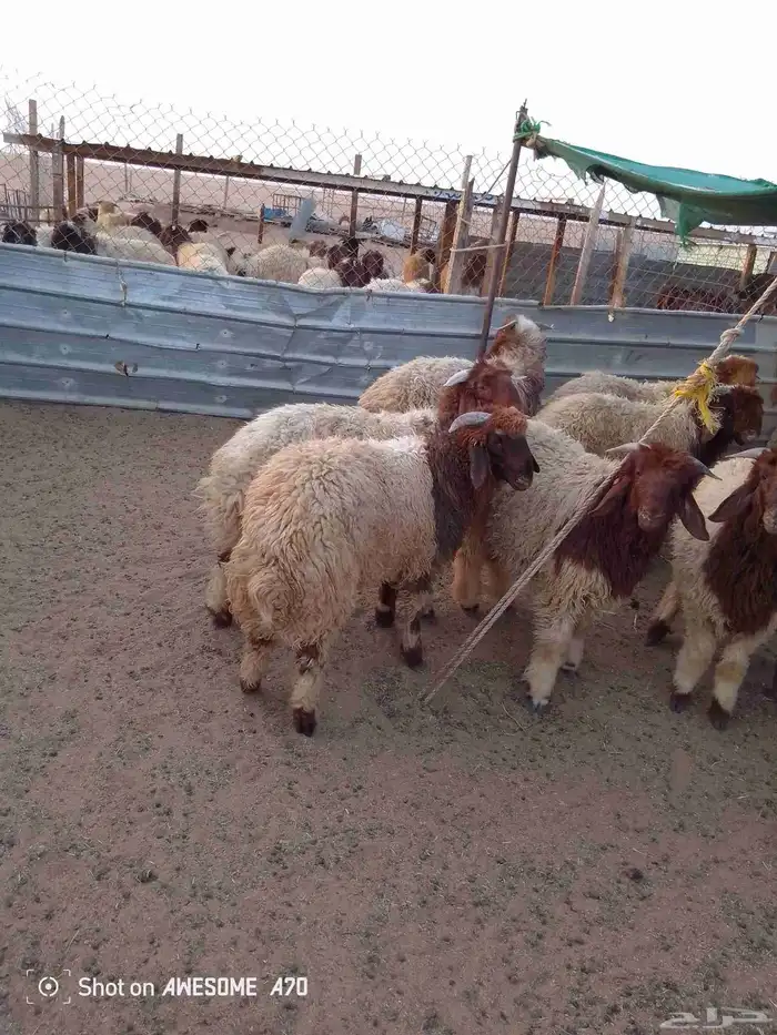 ذبايح للبيع تمايم شيء طيب 2