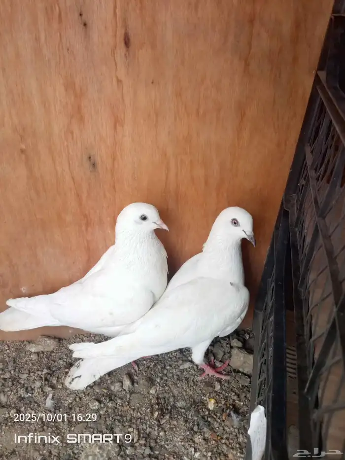 حمام باكستاني وحشي 0