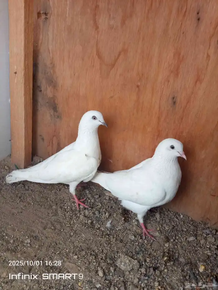 حمام باكستاني وحشي 3