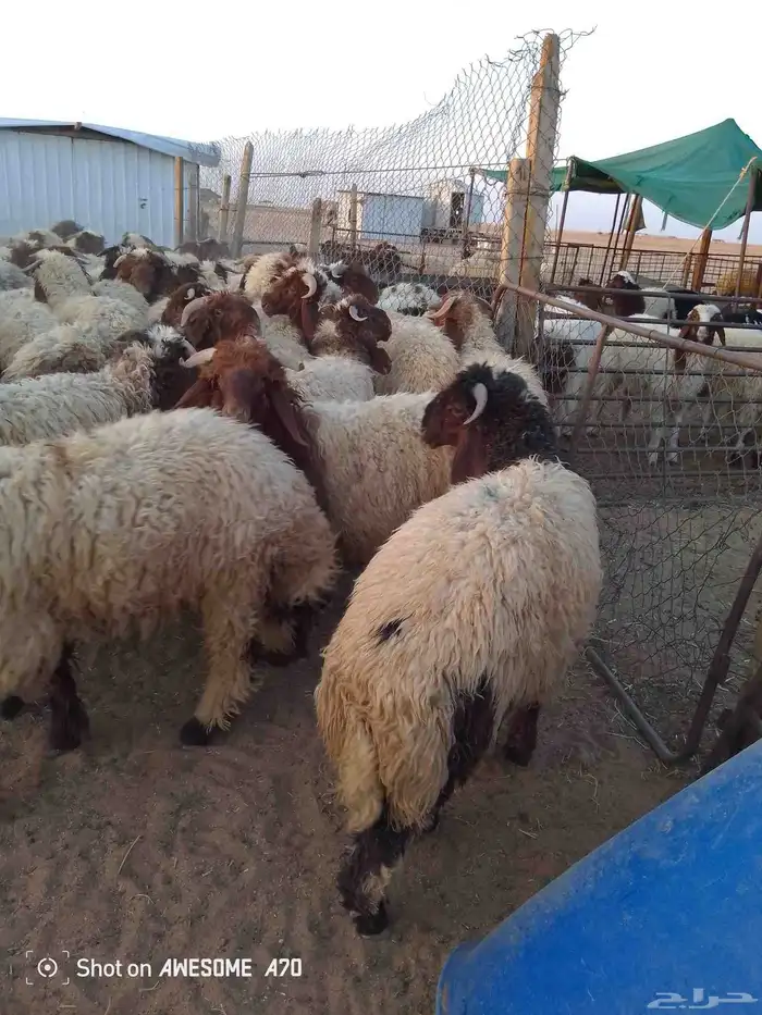 ذبايح للبيع تمايم شيء طيب 0