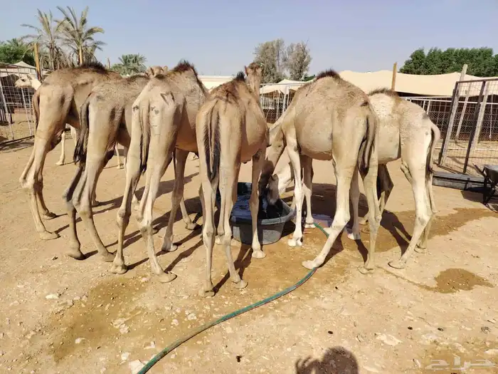 لأصحاب الملاحم والتجار قعدان صومالية نظيفة ونقاوة والسعر 0