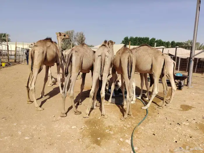 لأصحاب الملاحم والتجار قعدان صومالية نظيفة ونقاوة والسعر 2