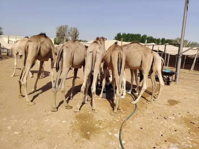 لأصحاب الملاحم والتجار قعدان صومالية نظيفة ونقاوة والسعر 3
