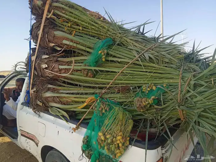 نخل للبيع القصيم وتركيب الشبوك 9