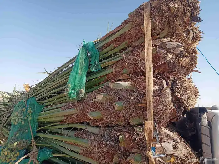 نخل للبيع القصيم وتركيب الشبوك 8