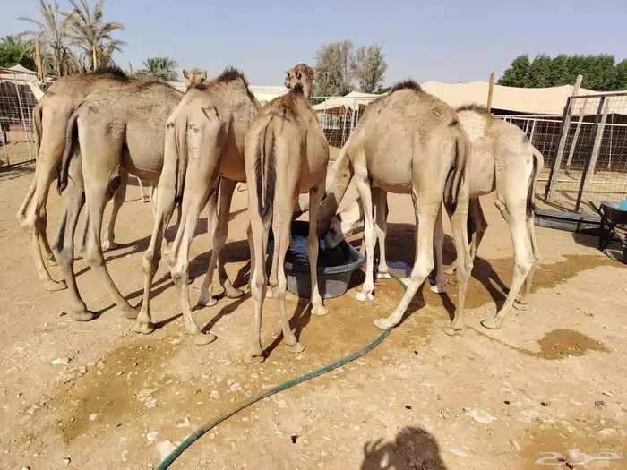 لأصحاب الملاحم والتجار قعدان صومالية نظيفة ونقاوة والسعر 1
