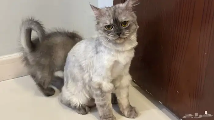 علاج للاكتئاب 0