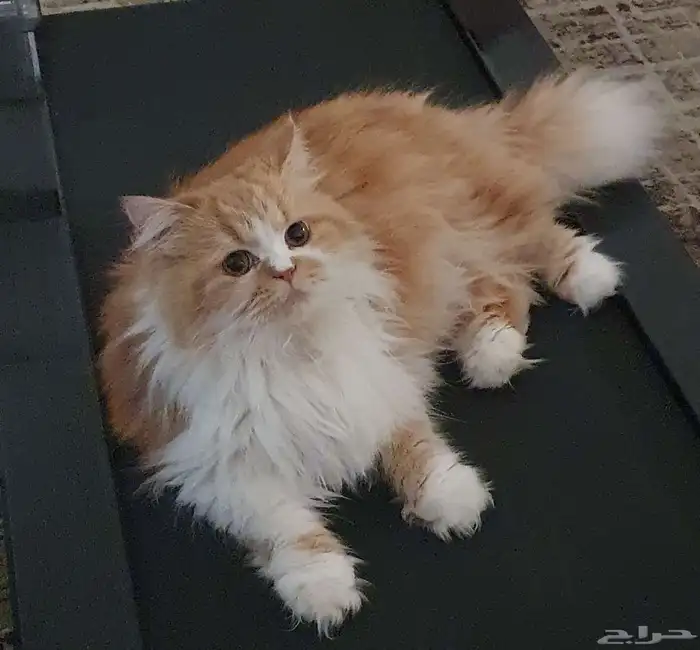 قطين مفقودين في الدمام - حي أحد 0
