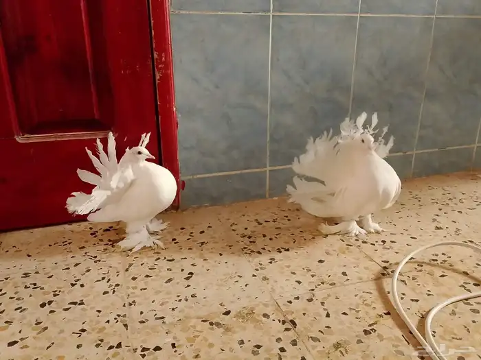 زوج رقاص اول انتاج 2