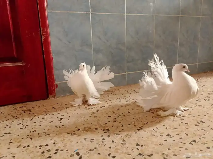 زوج رقاص اول انتاج 0