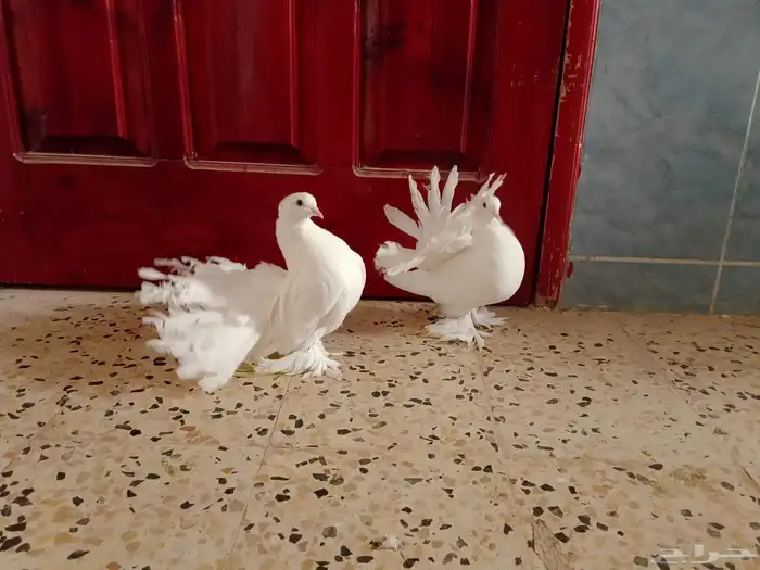 زوج رقاص اول انتاج 1