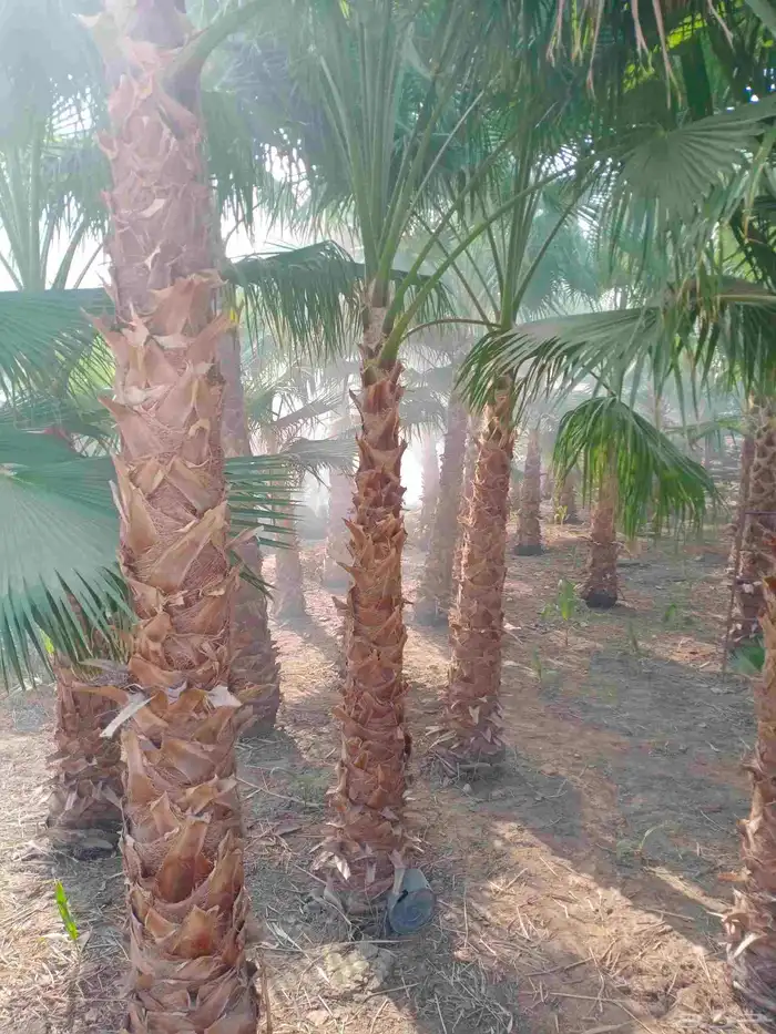 نخل واشنطني واشنطن 3