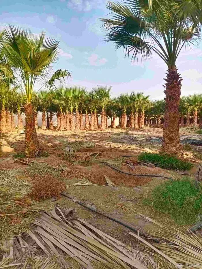 نخل واشنطني واشنطن 7