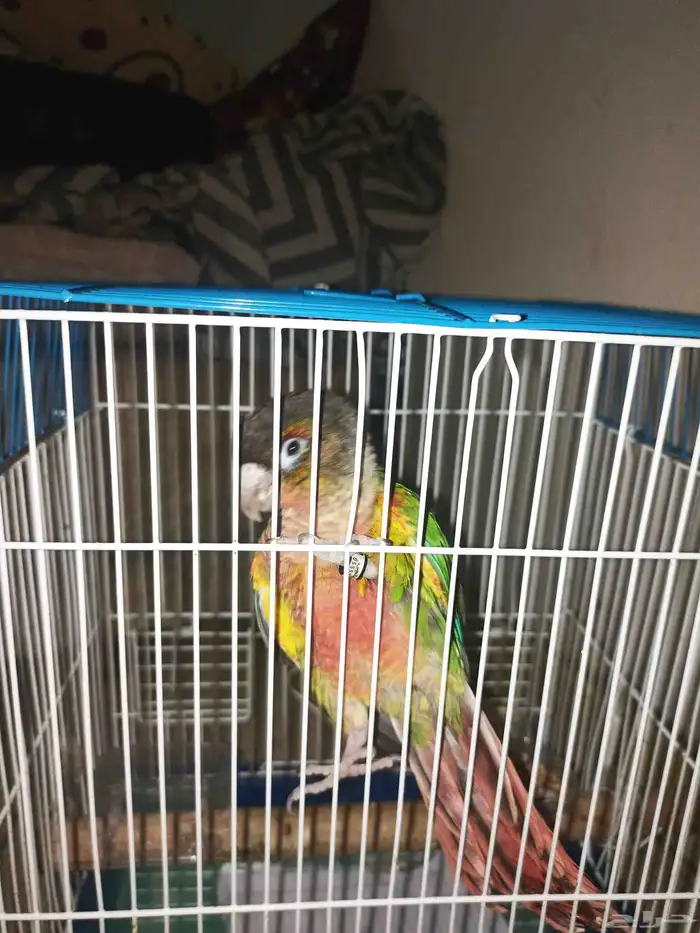 طائر كنيور يلو سايد اليف يطلع على اليد عمر ثلاثه شهور الج 0