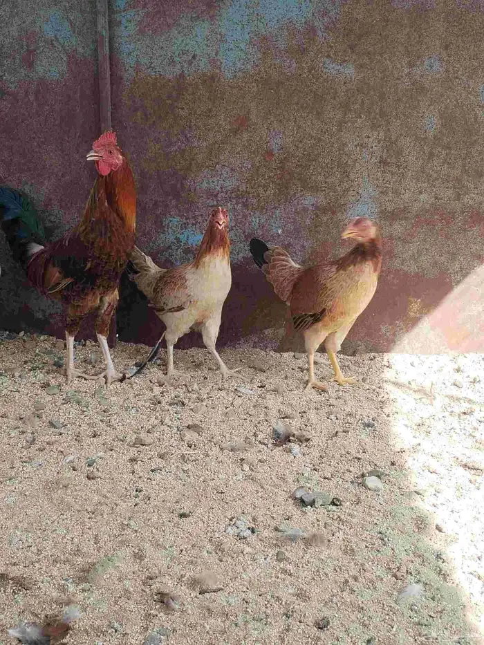 دجاج عربي 4