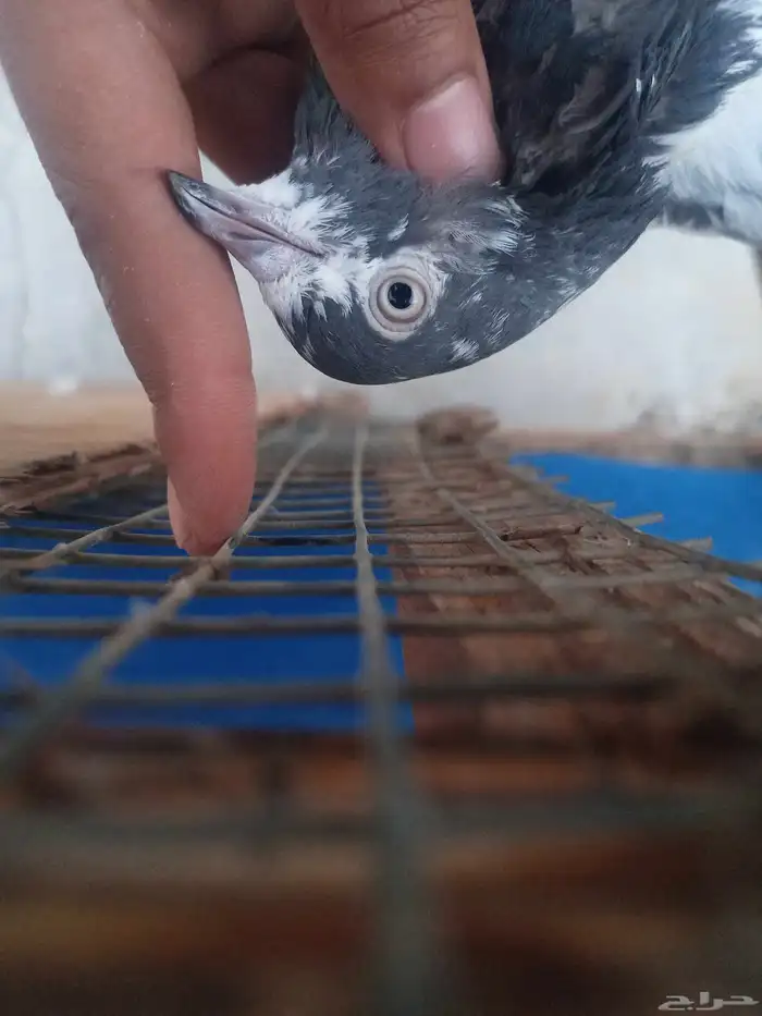 حمام باكستاني 2