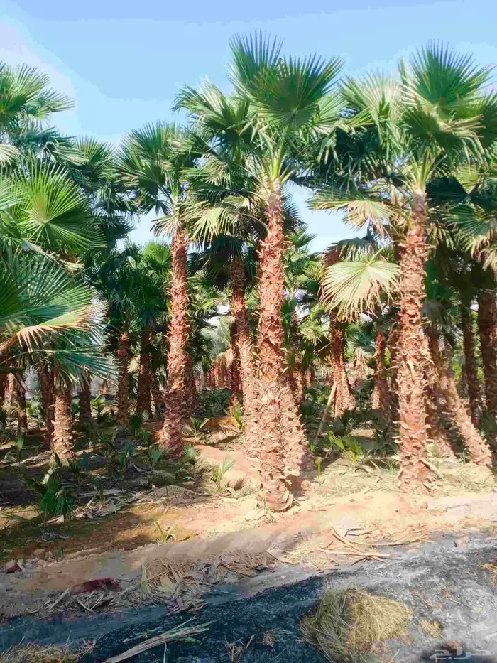 نخل واشنطني واشنطن 6
