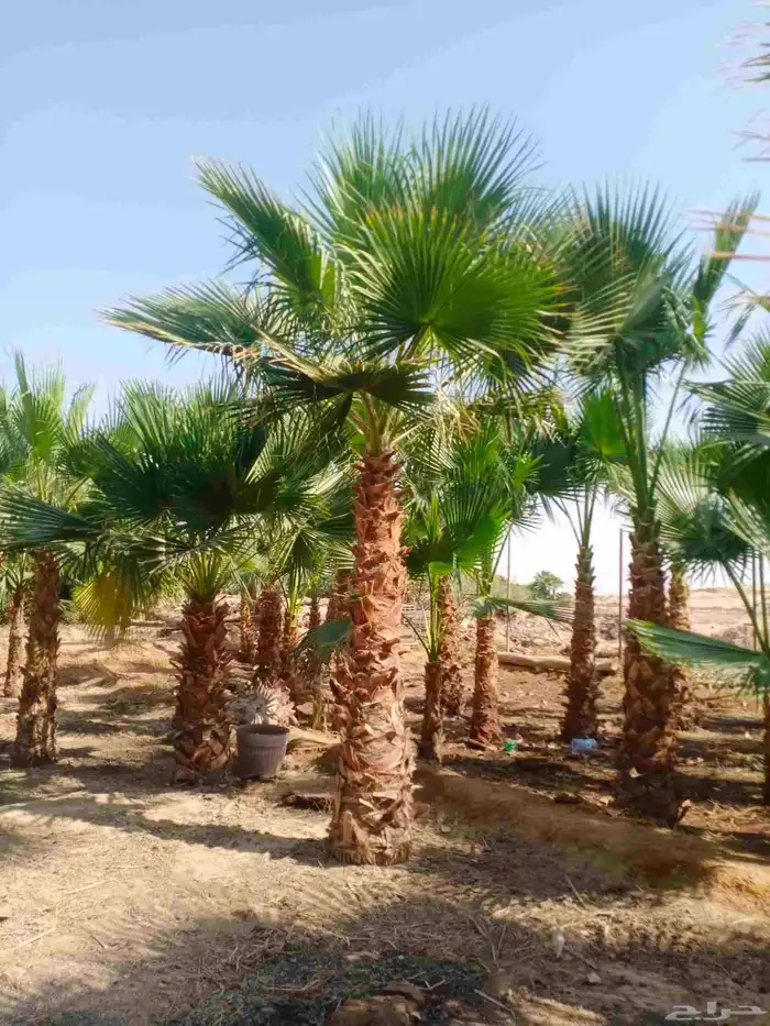 نخل واشنطني واشنطن 2
