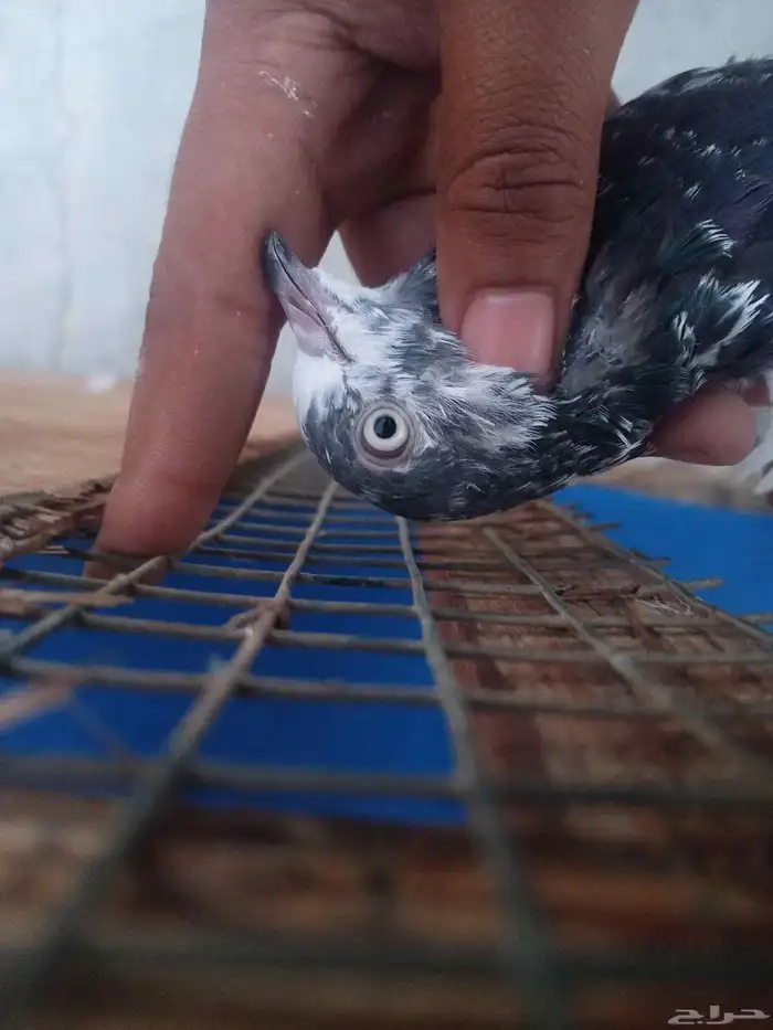 حمام باكستاني 3