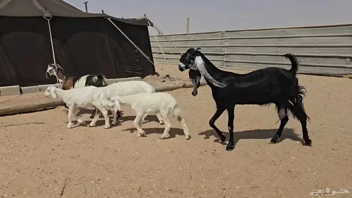 عنزين ويتبعها طليان 2