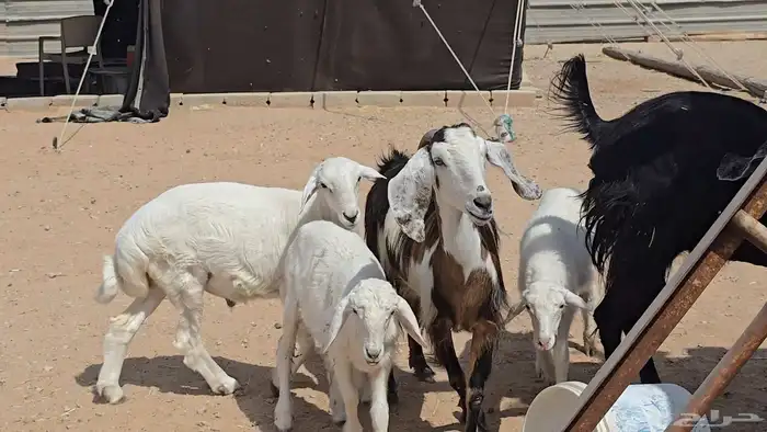 عنزين ويتبعها طليان 1