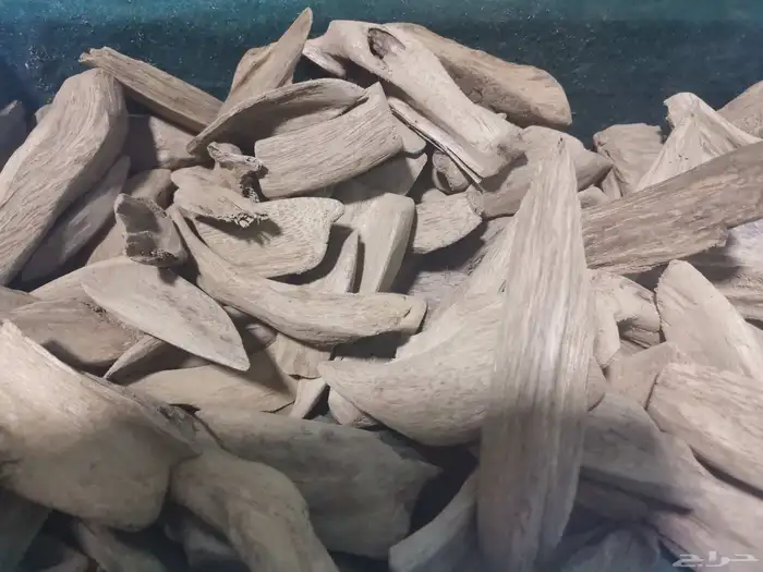 عود الموروكي الطبيعي سوبر واقل وحجمه كسر مباخر 0