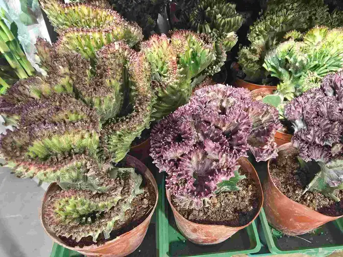 نباتات العصاريات متنو عة 4