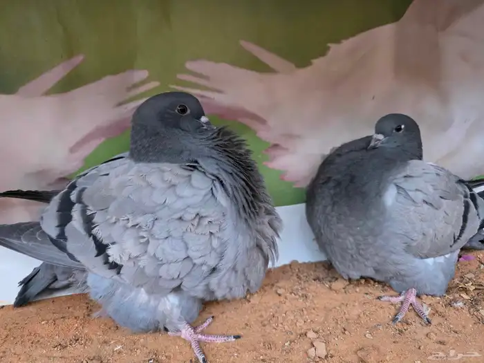 للبيع فروخ حمام فرش مندين 1