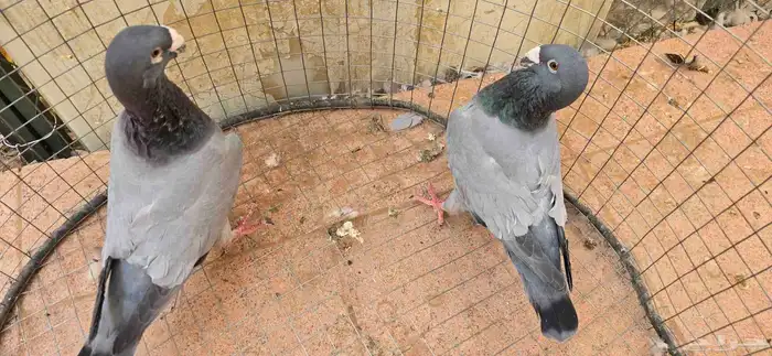 حمام هومر بارلوس جوز 0