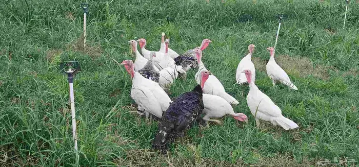 دجاج رومي للبيع 0