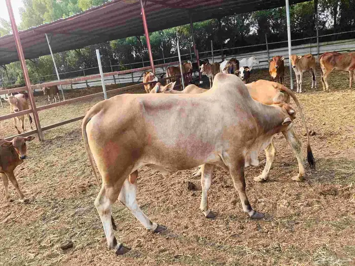 أعرض لكم بقر وخبيش وأولادها 4