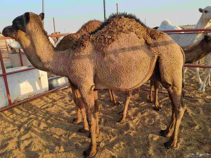 حشو قصب 5