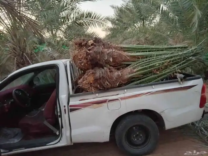 فسايل نخل للبيع بجميع نوايعه 4