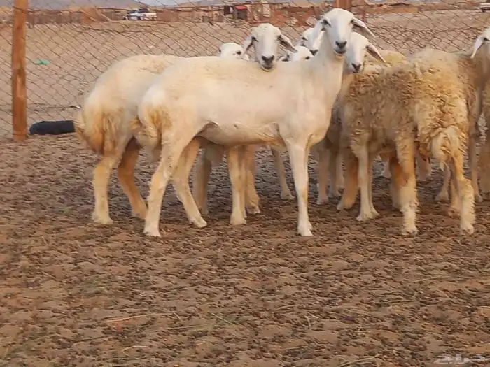 رخال حريات دفيع شرط 1