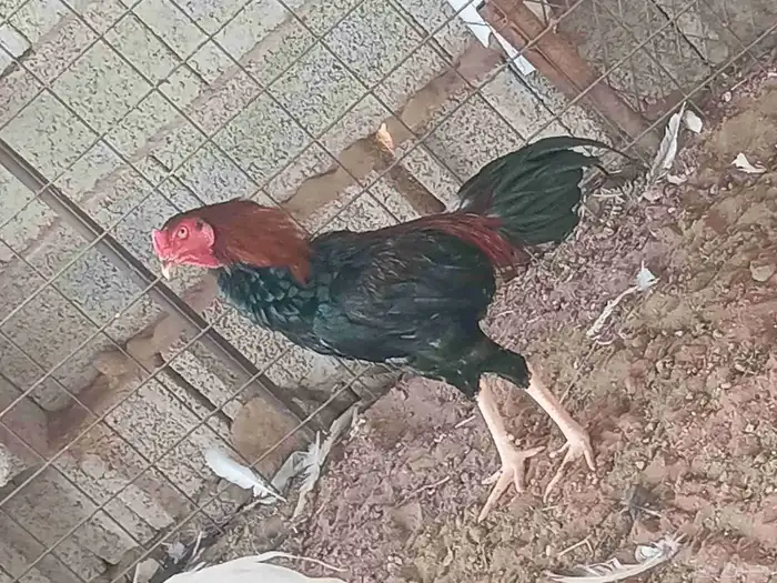 دجاج باكستاني للبيع 4