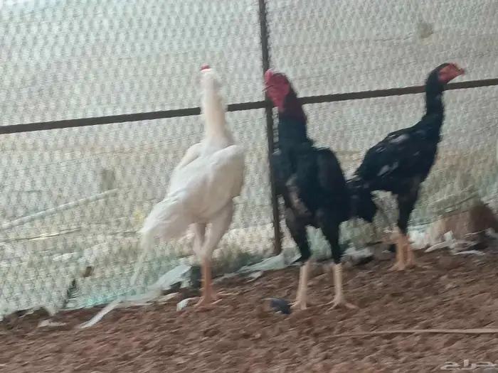 دجاج باكستاني للبيع 1