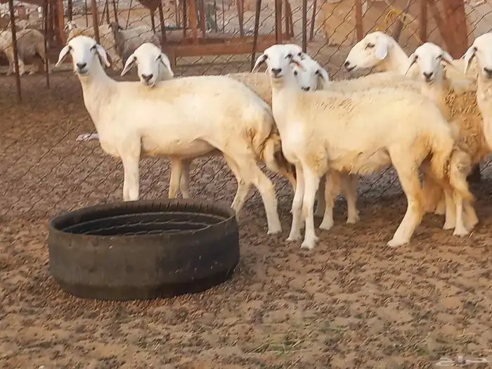 رخال حريات دفيع شرط 4