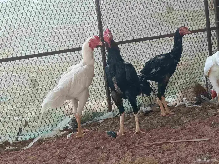 دجاج باكستاني للبيع 8