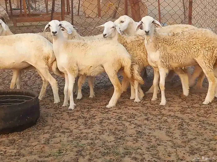 رخال حريات دفيع شرط 9